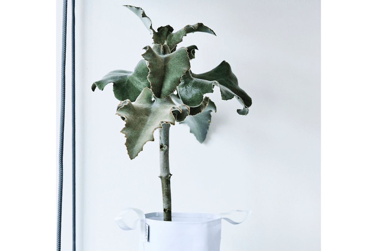 Single hanging flowerpot