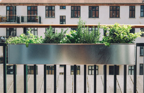 Kick-start the balcony box season