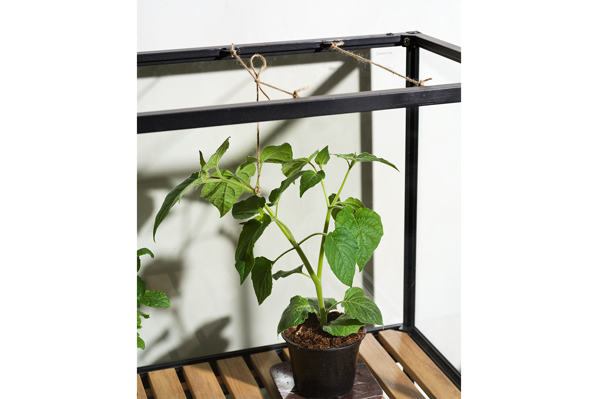 Greenhouse cabinet – large