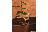 Mercury watering globes