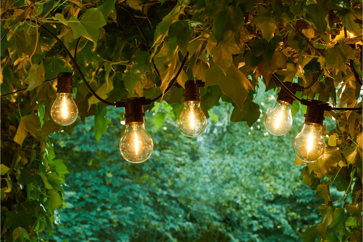 Tobias starter kit 10 clear light bulbs